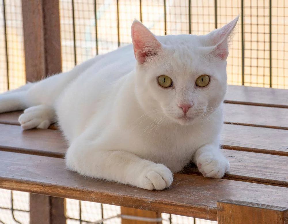 Benito, male Mixed Breed for adoption at Aktion Tierisch Happy e.V.