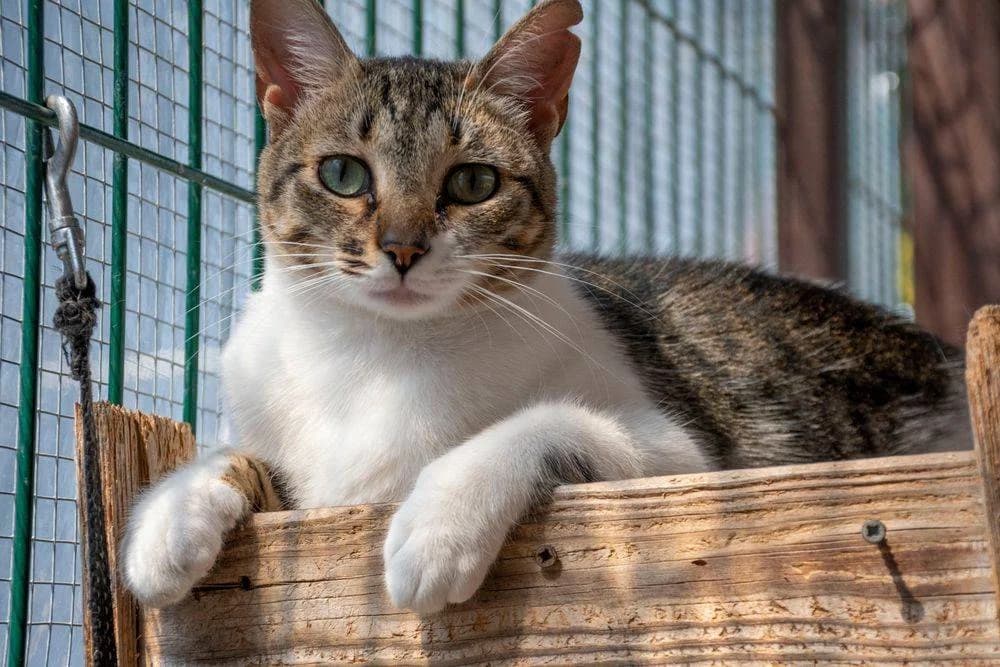 Pamela, female Mixed Breed for adoption at Aktion Tierisch Happy e.V.