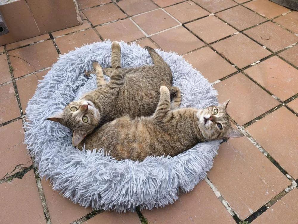 Belinda & Gabriela, female senior European Shorthair for adoption at Aktion Tierisch Happy e.V.