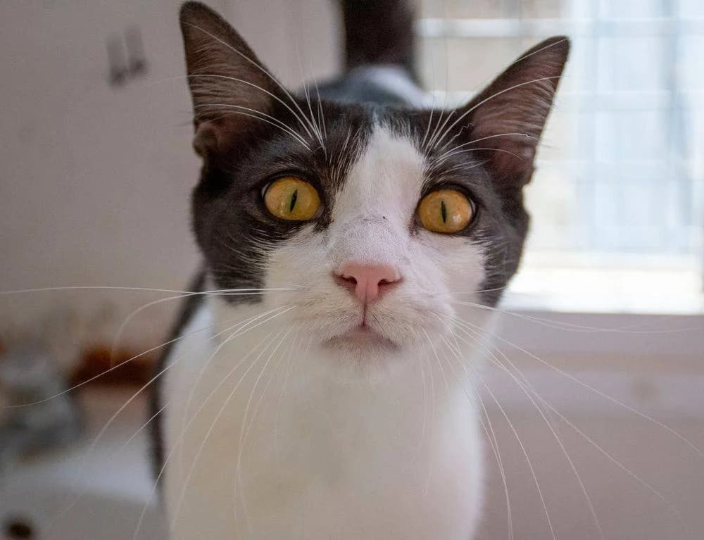 Gertrudis & Dionisio, schwarz female senior European Shorthair for adoption at Aktion Tierisch Happy e.V.