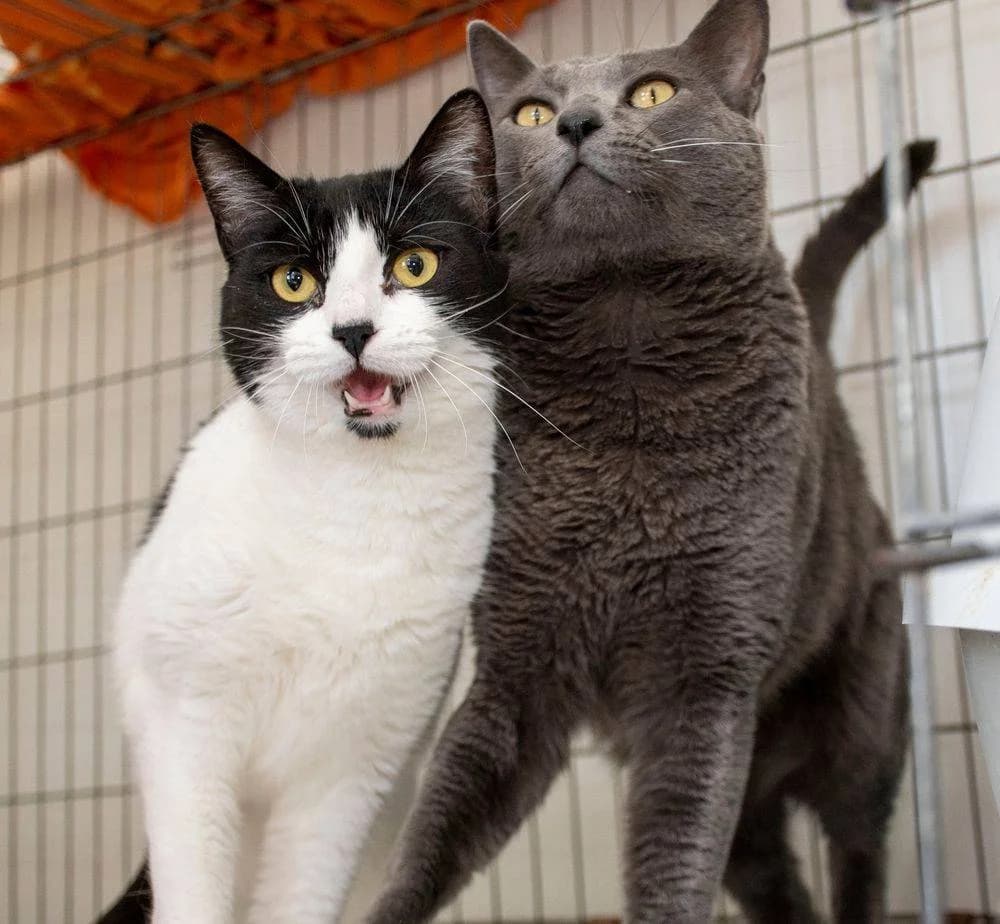 Adonis & Guapi, female senior Mixed Breed for adoption at Aktion Tierisch Happy e.V.