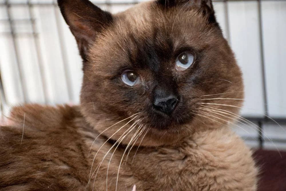 Siamesón, male senior mixed breed for adoption at Aktion Tierisch Happy e.V.