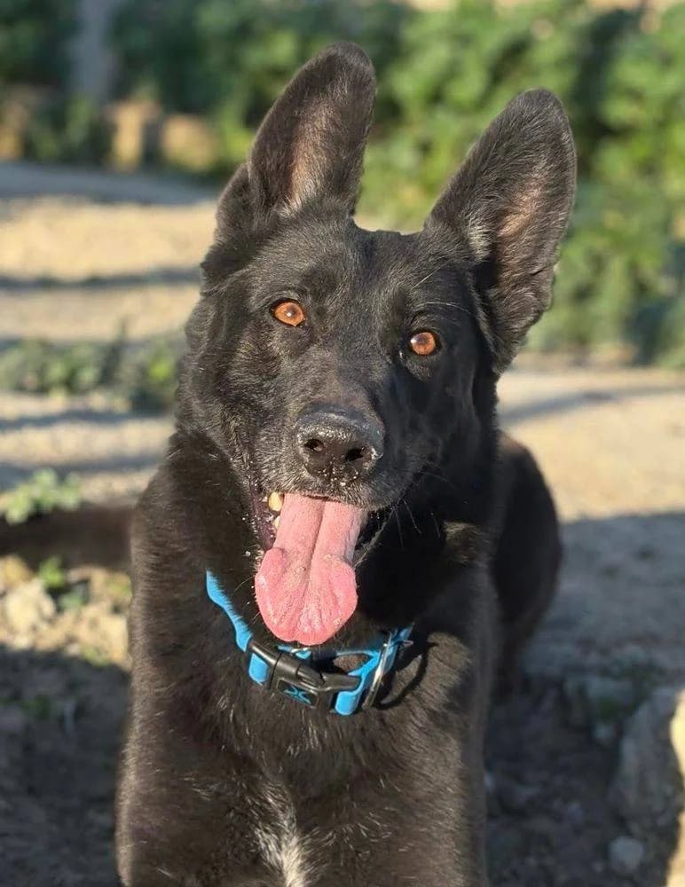 Nina, female Belgian Malinois for adoption at Aktion Tierisch Happy e.V.