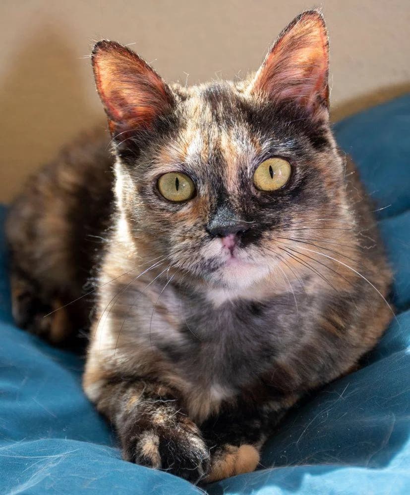 Carabollo, female Mixed Breed for adoption at Aktion Tierisch Happy e.V.