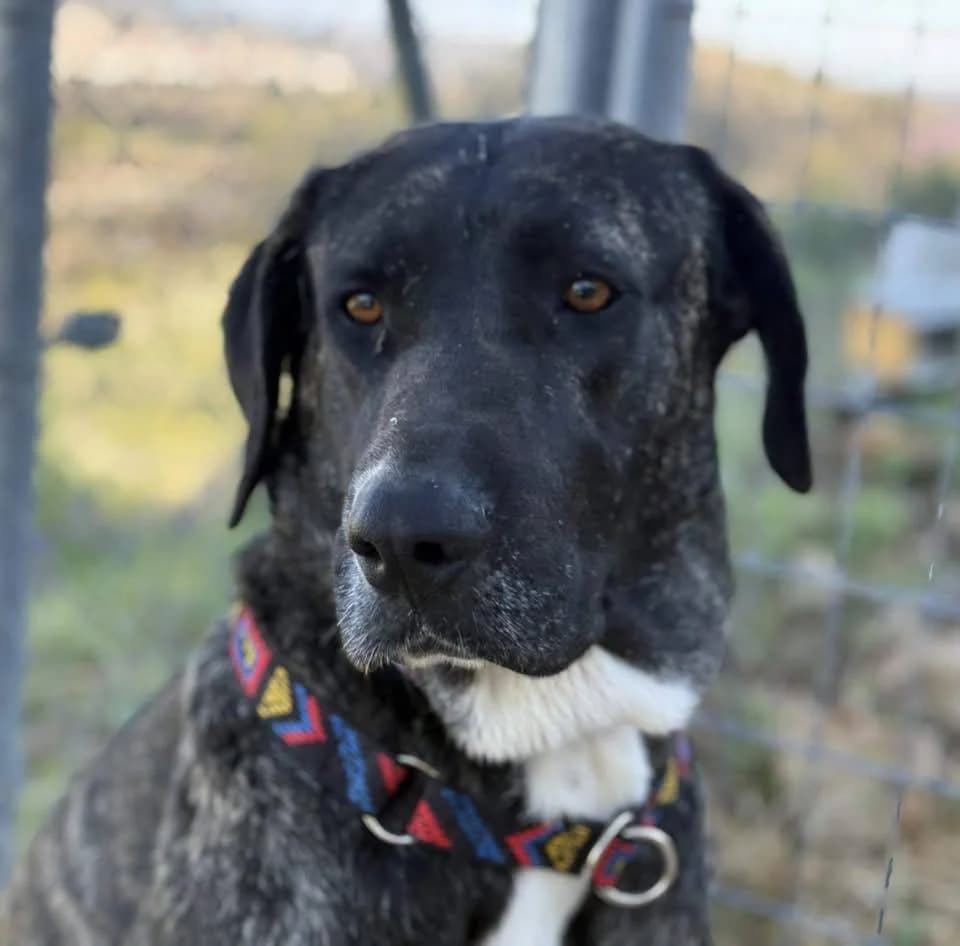Maggie, female puppy Spanish Mastiff for adoption at Aktion Tierisch Happy e.V.