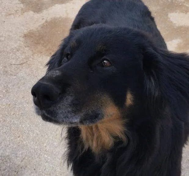 Tara, female Newfoundland for adoption at Aktion Tierisch Happy e.V.