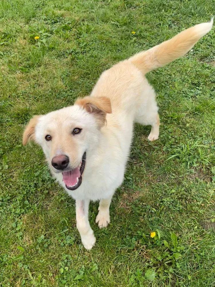 Elly, female Mixed Breed for adoption at Aktion Tierisch Happy e.V.