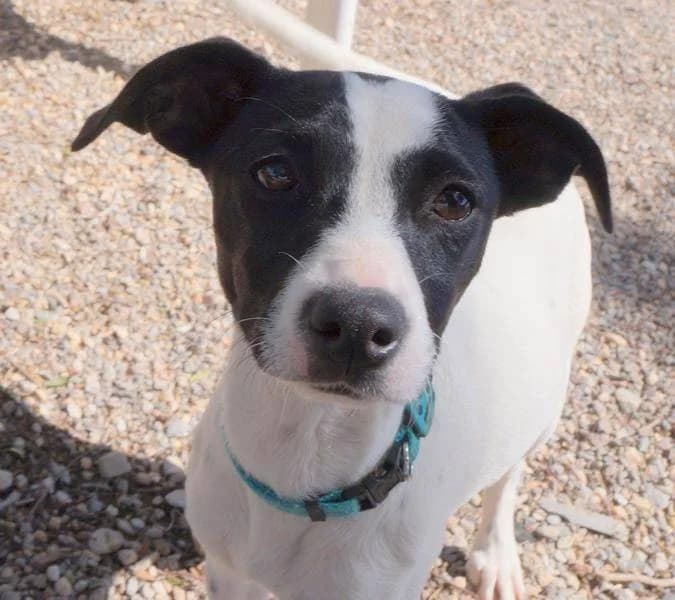 Blue, female puppy Mixed Breed for adoption at Aktion Tierisch Happy e.V.