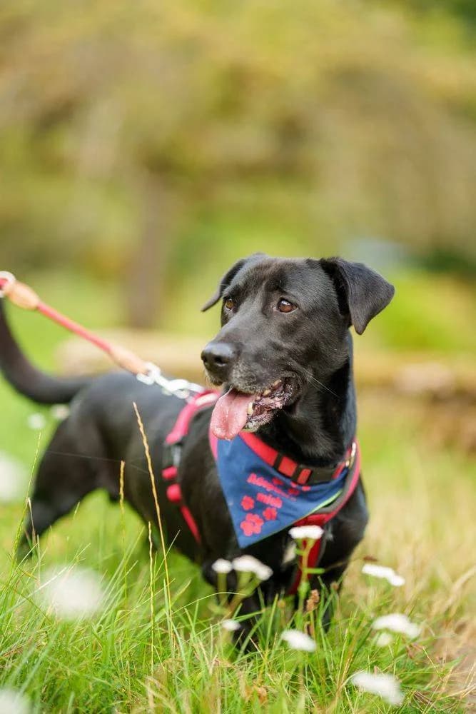 Jimmy, male Labrador Retriever for adoption at Aktion Tierisch Happy e.V.