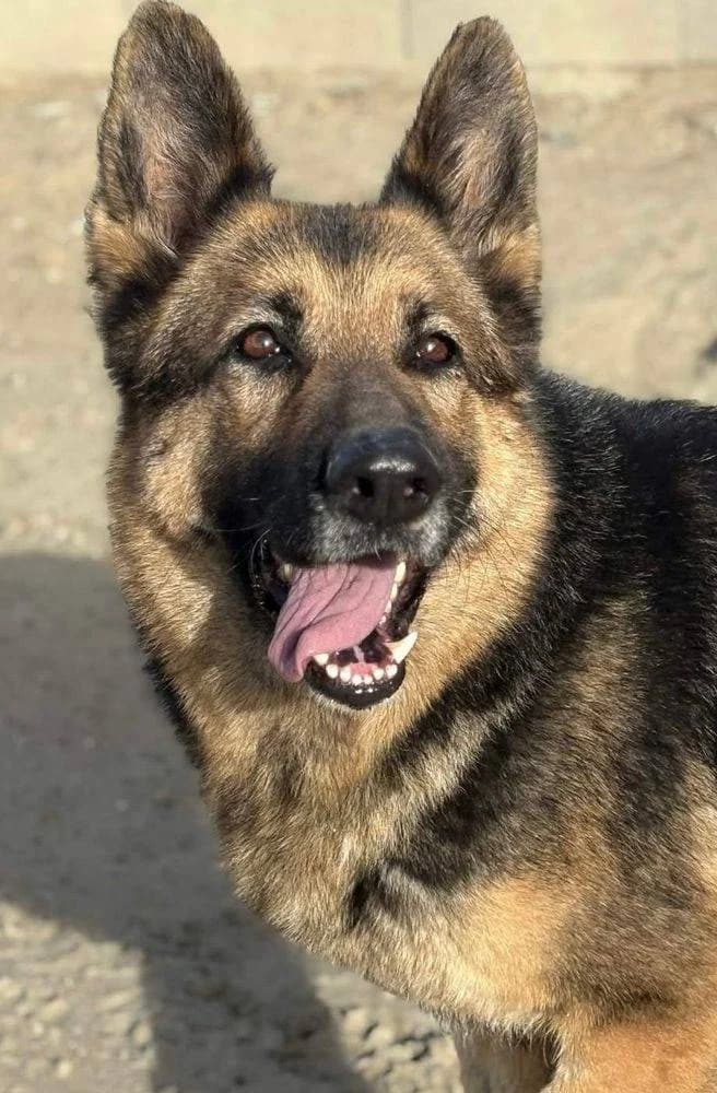Roma, female German Shepherd for adoption at Aktion Tierisch Happy e.V.