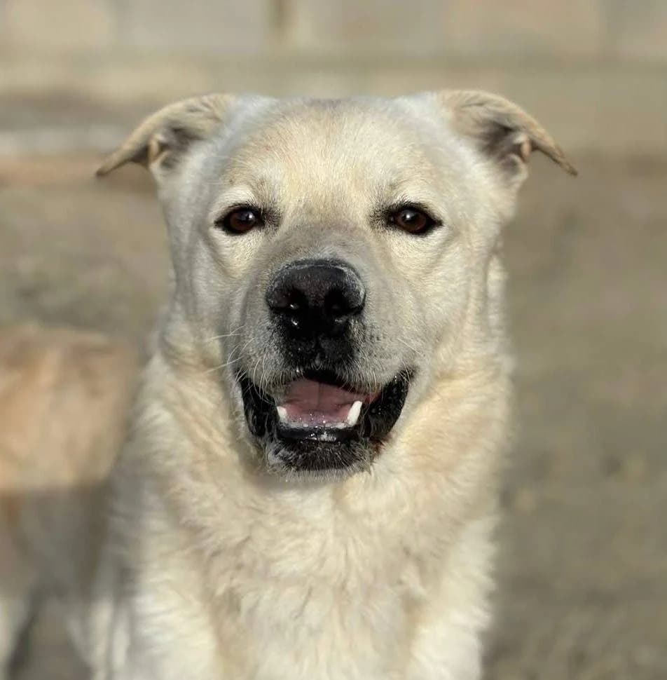 Odín, male 4yo Mixed Breed for adoption at Aktion Tierisch Happy e.V.