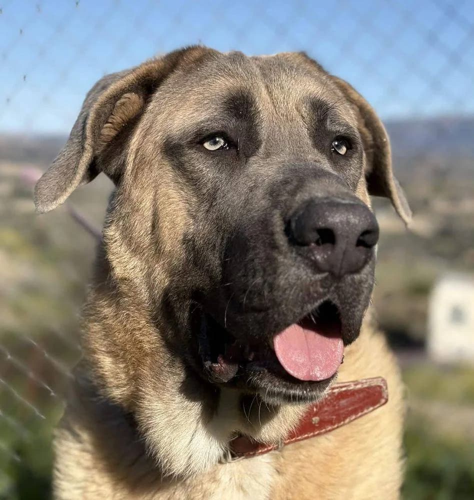 Zeus, male Spanish Mastiff for adoption at Aktion Tierisch Happy e.V.