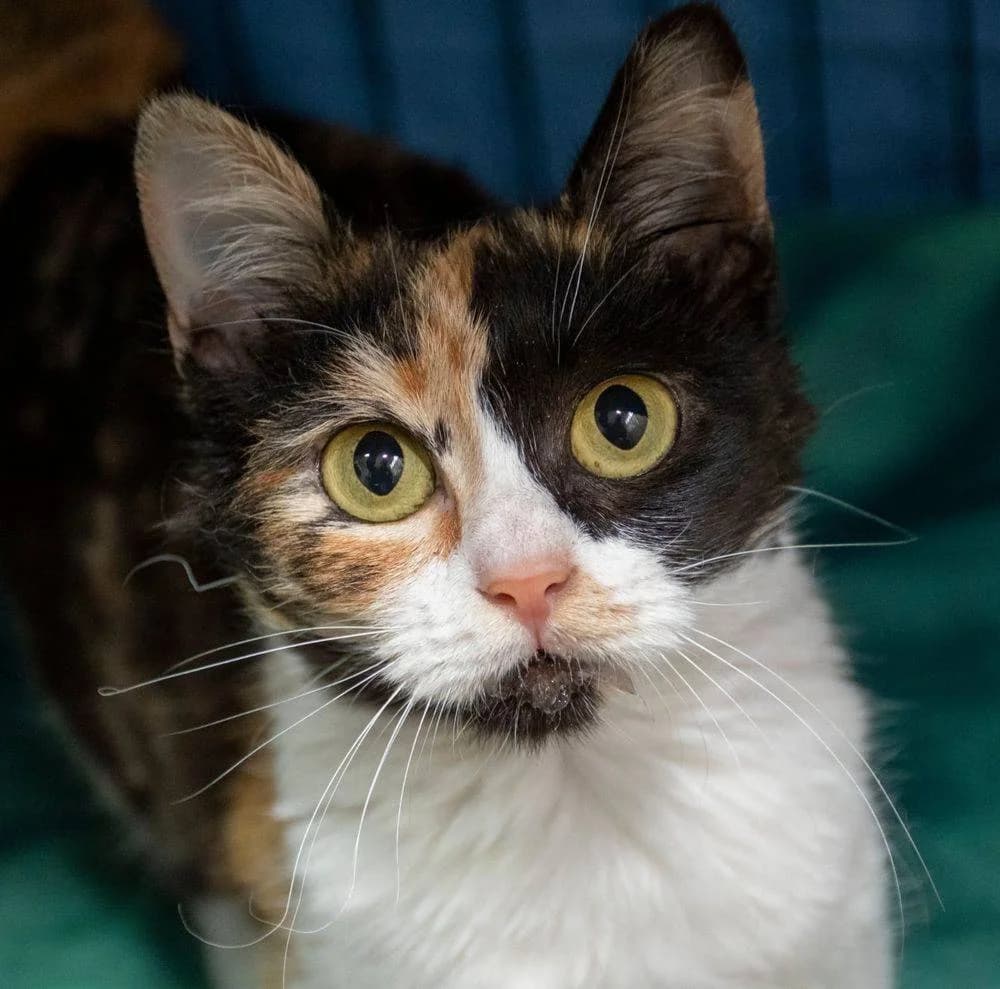 Torrija, female Mixed Breed for adoption at Aktion Tierisch Happy e.V.
