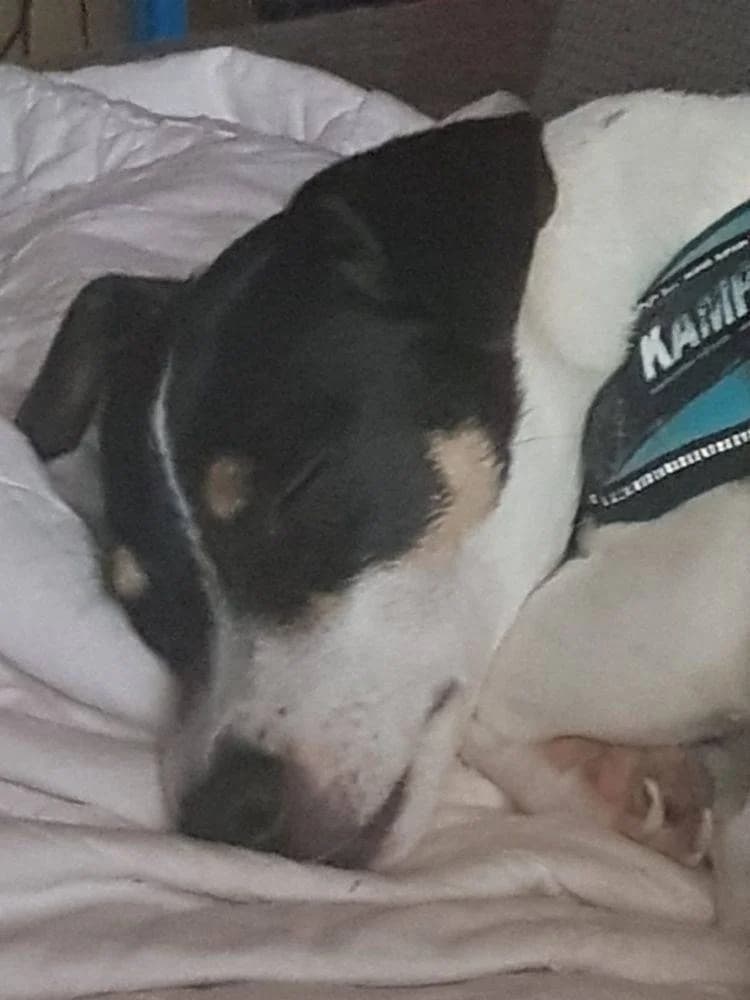 Stella, female 6yo Jack Russell Terrier for adoption at Aktion Tierisch Happy e.V.