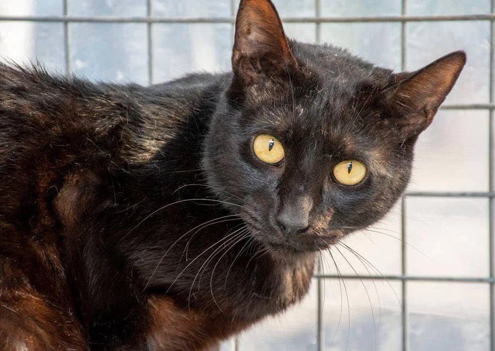 Manolo, male Mixed Breed for adoption at Aktion Tierisch Happy e.V.