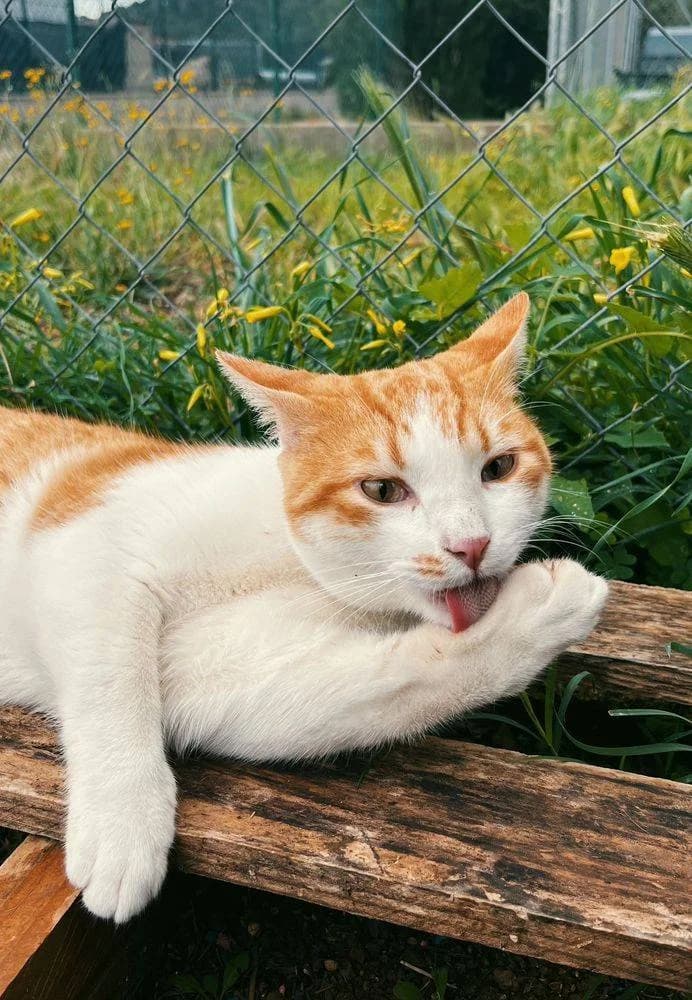 Justin, male European Shorthair for adoption at Aktion Tierisch Happy e.V.