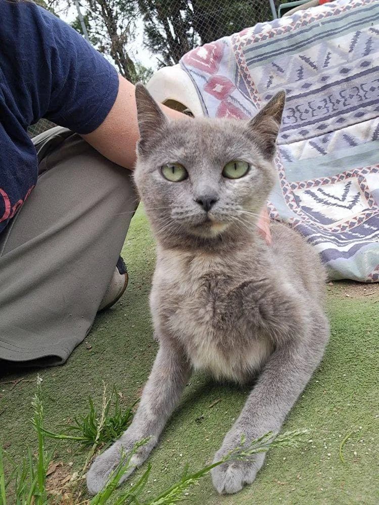 April, female European Shorthair for adoption at Aktion Tierisch Happy e.V.