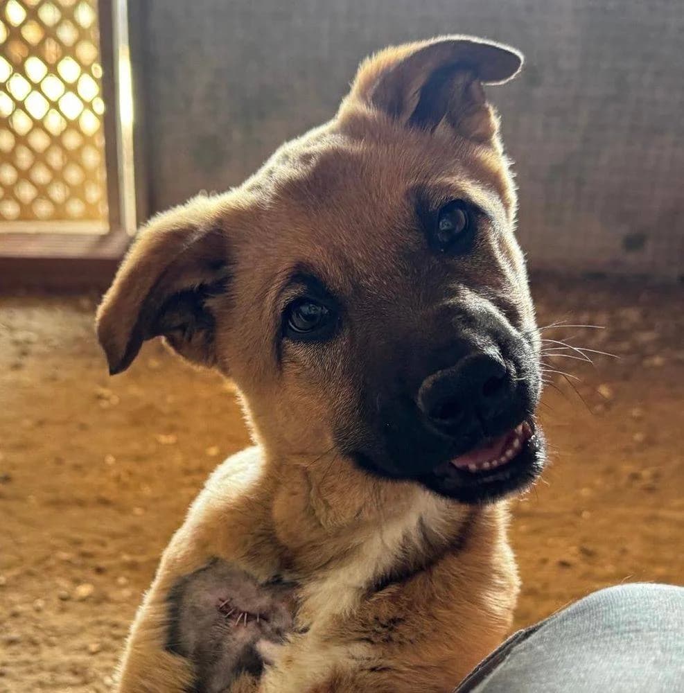Tana, female Mixed Breed for adoption at Aktion Tierisch Happy e.V.