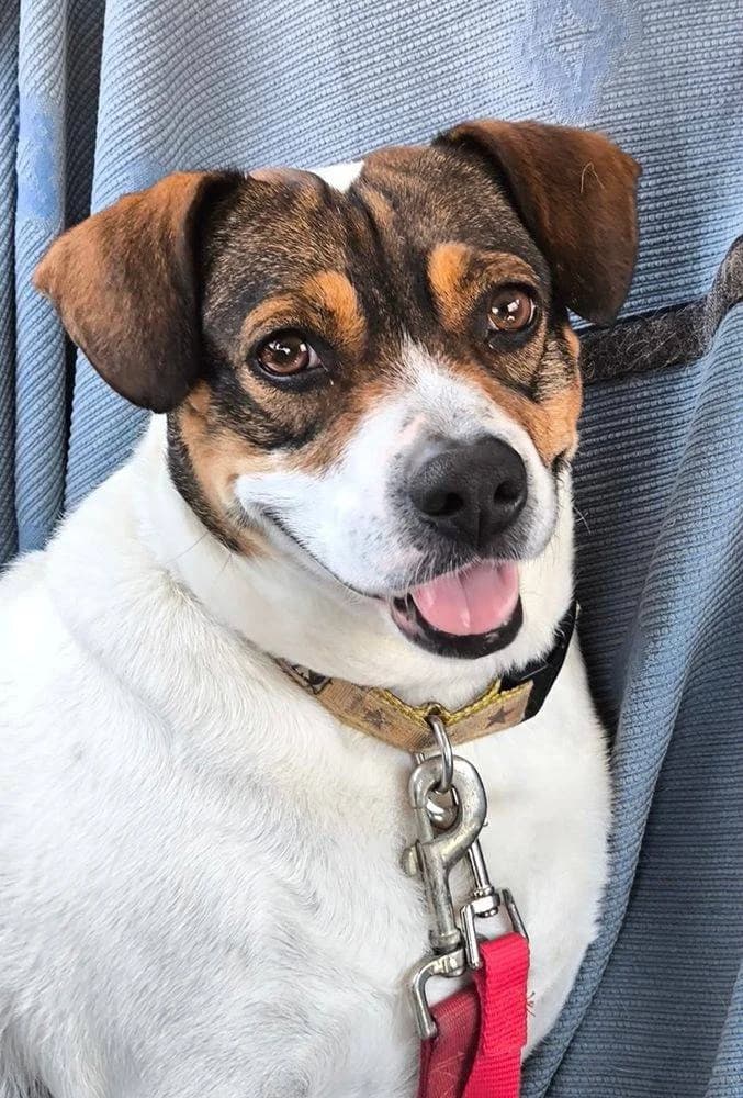 Tony, male 4yo Mixed Breed for adoption at Aktion Tierisch Happy e.V.