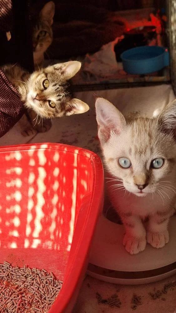 Perico & Frescales, male puppy European Shorthair for adoption at Aktion Tierisch Happy e.V.