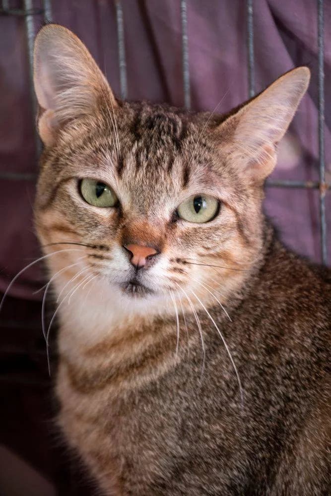 Pochola, female puppy European Shorthair for adoption at Aktion Tierisch Happy e.V.