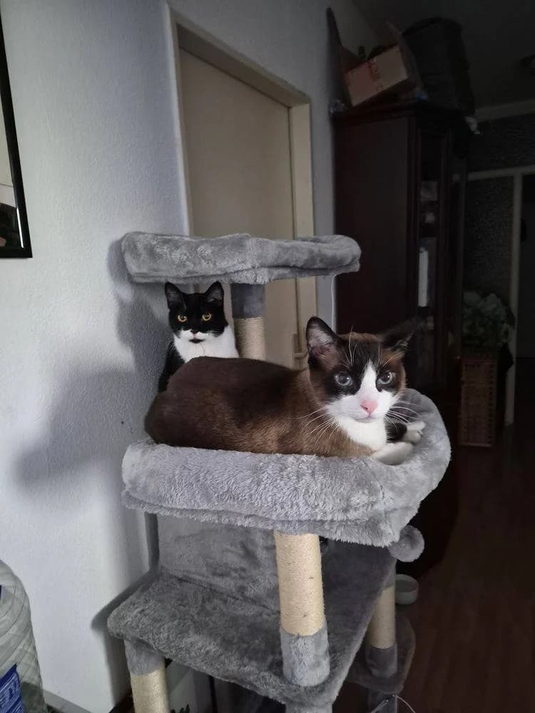 Valdomero & Nora, schwarz female senior mixed breed for adoption at Aktion Tierisch Happy e.V.