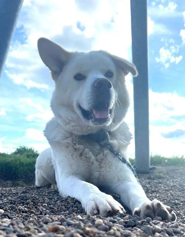 Paşa, male Mixed Breed for adoption at Aktion Tierisch Happy e.V.