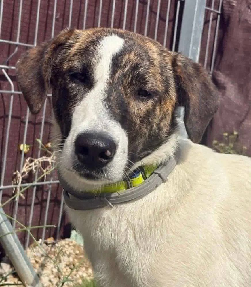 Faraón, male Mixed Breed for adoption at Aktion Tierisch Happy e.V.