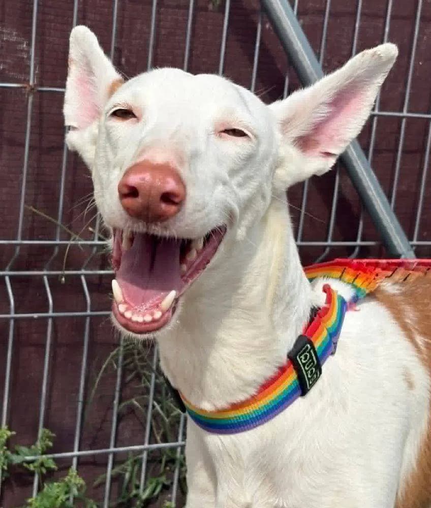 Reina, female 5yo Podenco for adoption at Aktion Tierisch Happy e.V.