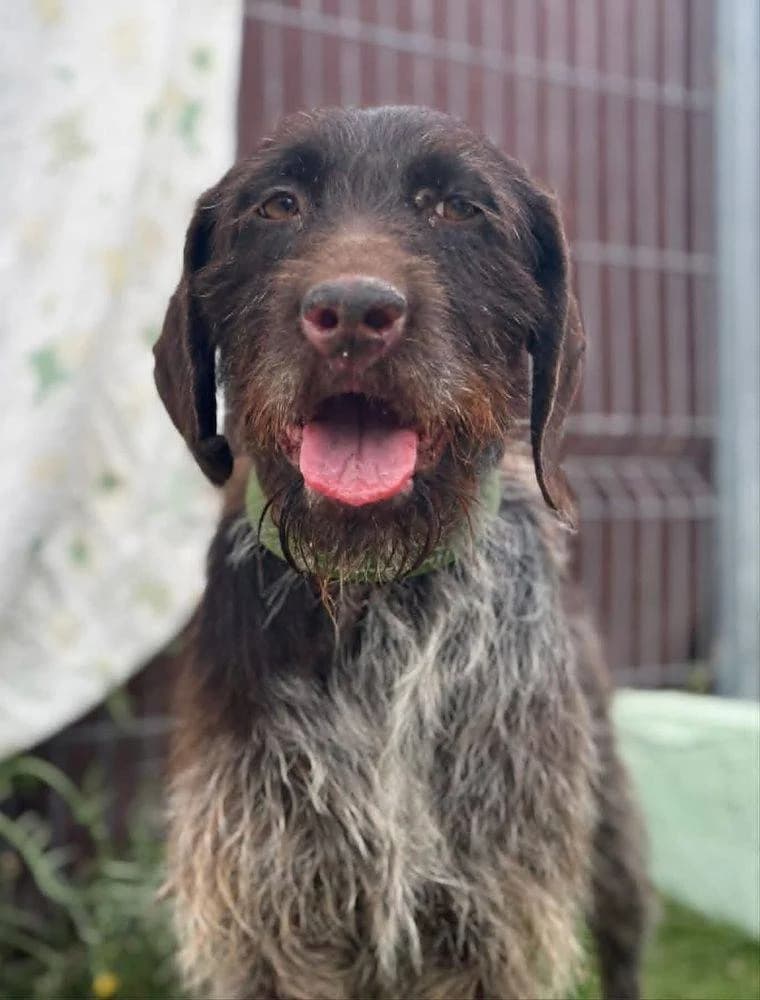 Marisol, female 6yo Mixed Breed for adoption at Aktion Tierisch Happy e.V.