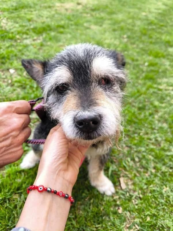 Alberto, male senior Mixed Breed for adoption at Aktion Tierisch Happy e.V.