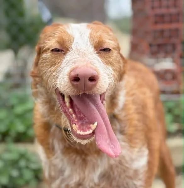 Alfonso, male puppy Podenco for adoption at Aktion Tierisch Happy e.V.