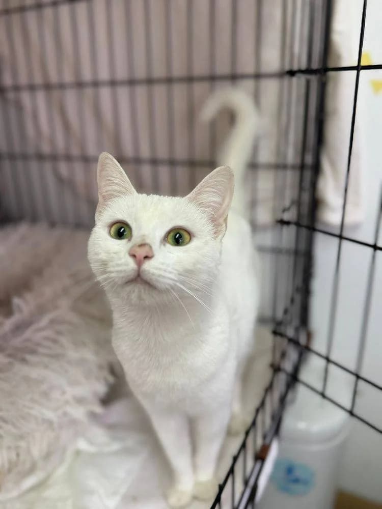Copita de Nieve, female young European Shorthair for adoption at Aktion Tierisch Happy e.V.