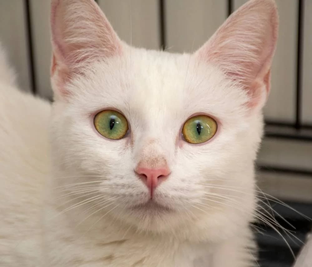 Copita de Nieve, female young European Shorthair for adoption at Aktion Tierisch Happy e.V.