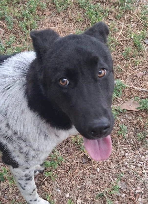 Sara, female young Mixed Breed for adoption at Aktion Tierisch Happy e.V.