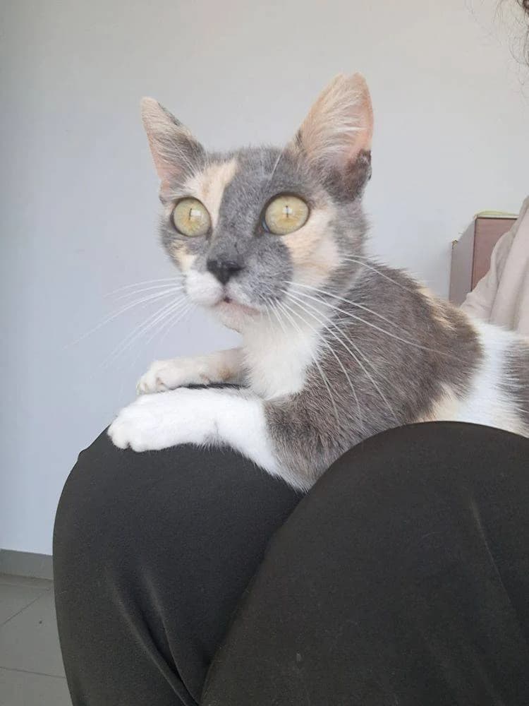 MAI, female European Shorthair for adoption at Aktion Tierisch Happy e.V.