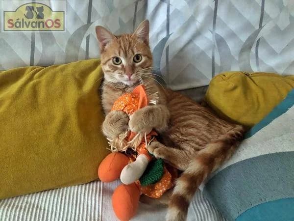 Silver, male young European Shorthair for adoption at Aktion Tierisch Happy e.V.