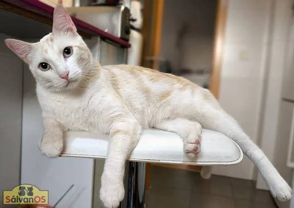 Miko, male European Shorthair for adoption at Aktion Tierisch Happy e.V.