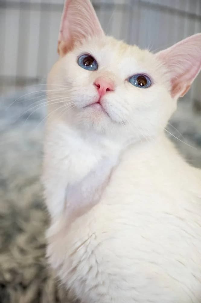 Carrara, female puppy European Shorthair for adoption at Aktion Tierisch Happy e.V.
