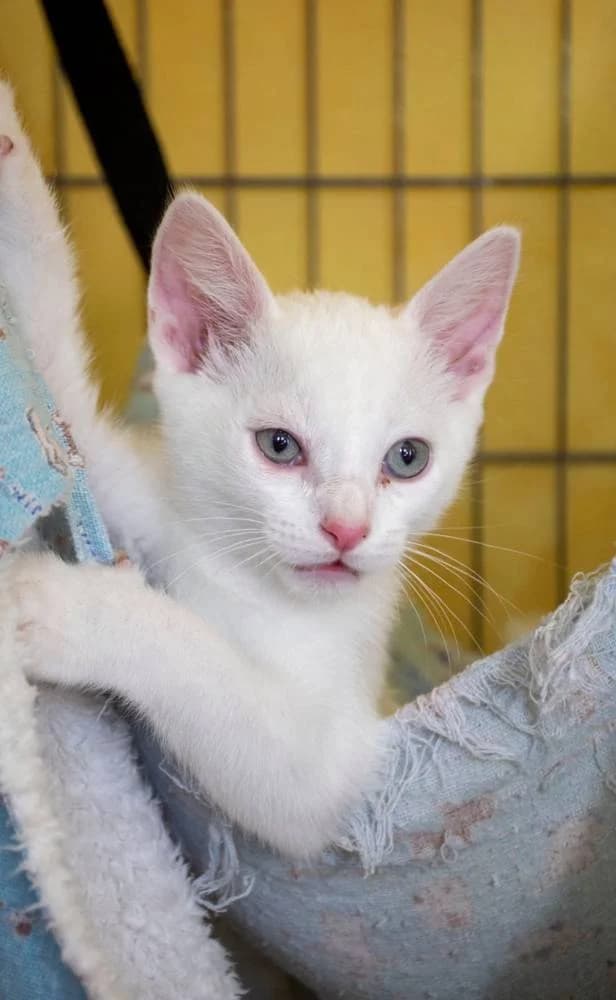 Marmol, male puppy European Shorthair for adoption at Aktion Tierisch Happy e.V.
