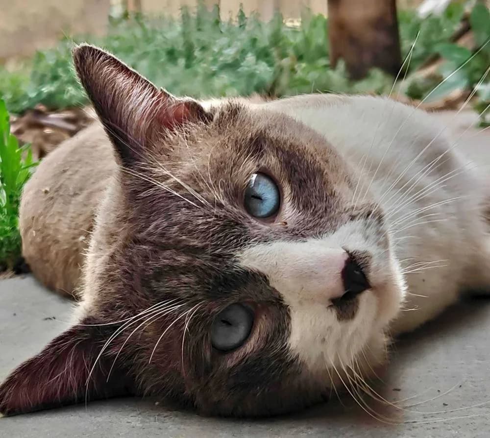 Fritanga, male European Shorthair for adoption at Aktion Tierisch Happy e.V.