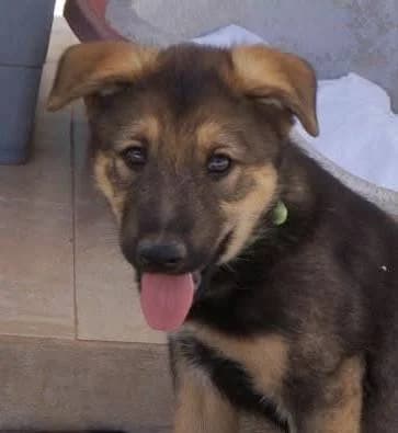 Thor, male German Shepherd for adoption at Aktion Tierisch Happy e.V.