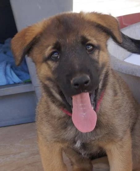 Nala, female puppy German Shepherd for adoption at Aktion Tierisch Happy e.V.