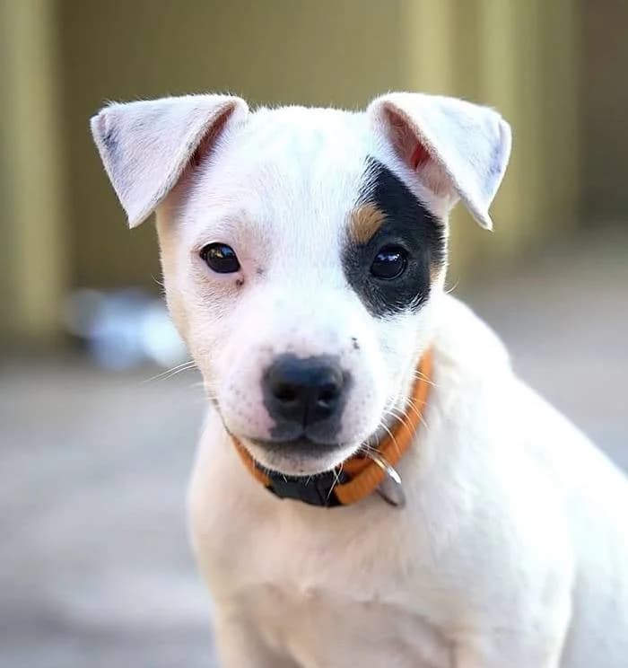 Willow, male puppy Mixed Breed for adoption at Aktion Tierisch Happy e.V.
