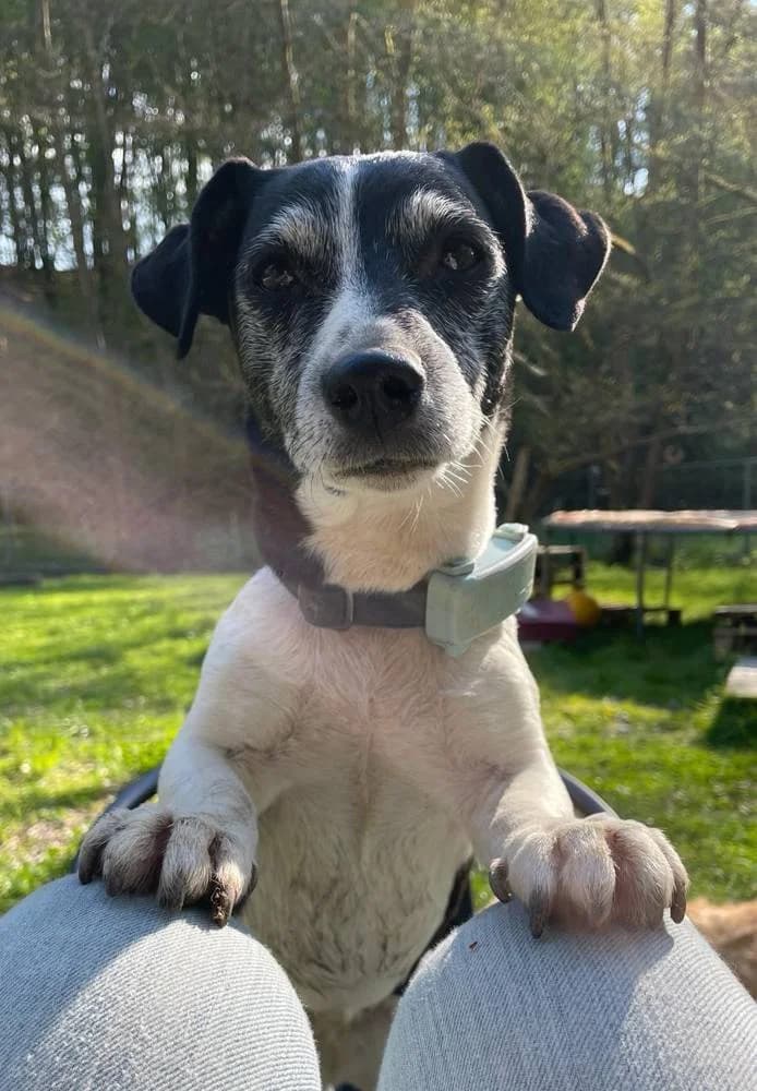 Abby, female Mixed Breed for adoption at Aktion Tierisch Happy e.V.