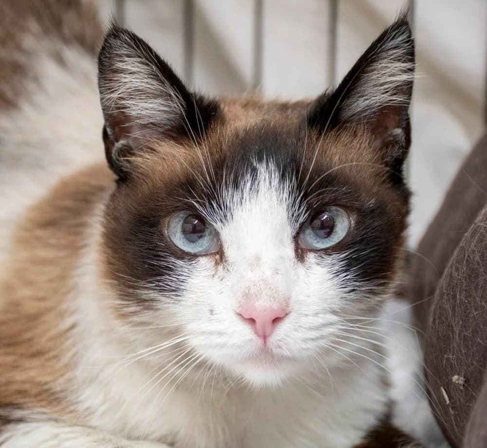 Milagritos, female 7yo mixed breed for adoption at Aktion Tierisch Happy e.V.