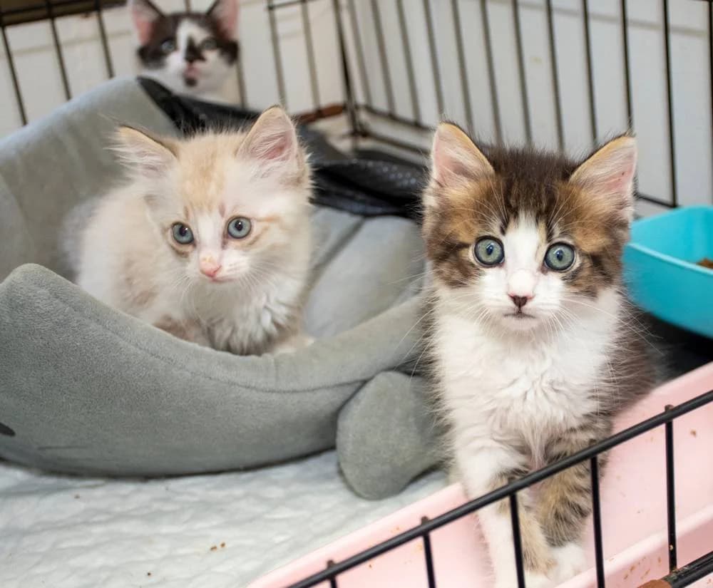 Pomelo, Melón, Higo, Mojito, braun male Mixed Breed for adoption at Aktion Tierisch Happy e.V.