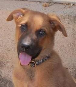 Apolo, male puppy Belgian Malinois for adoption at Aktion Tierisch Happy e.V.