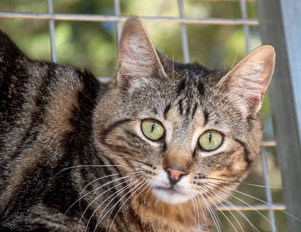 Sugar, female 3yo mixed breed for adoption at Aktion Tierisch Happy e.V.
