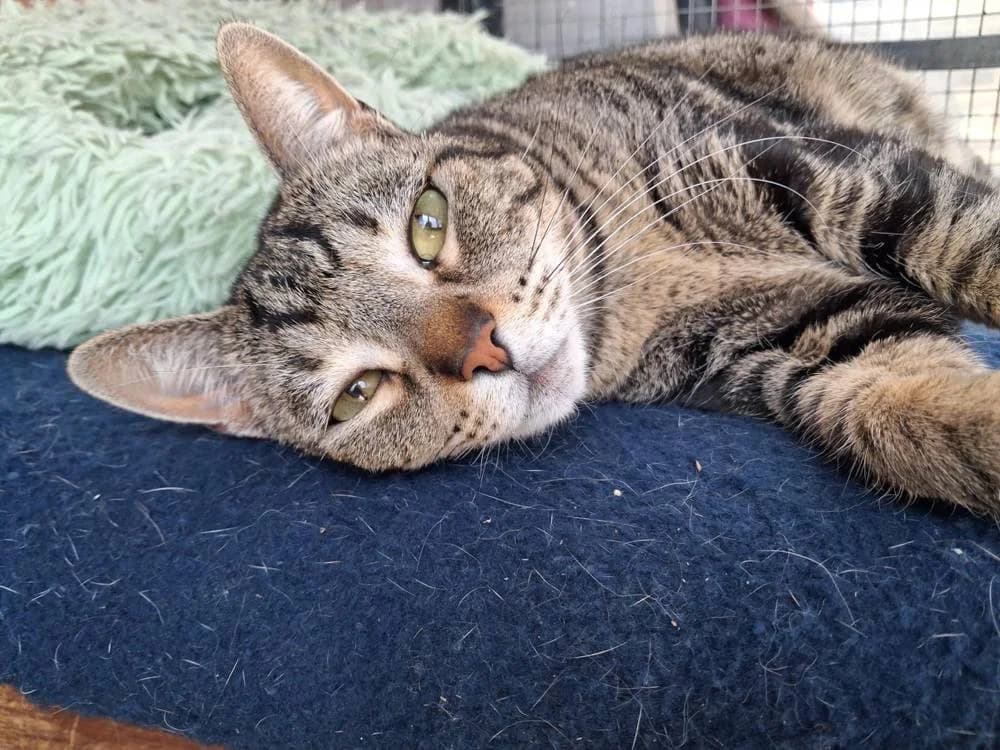 Vainilla, female 5yo mixed breed for adoption at Aktion Tierisch Happy e.V.